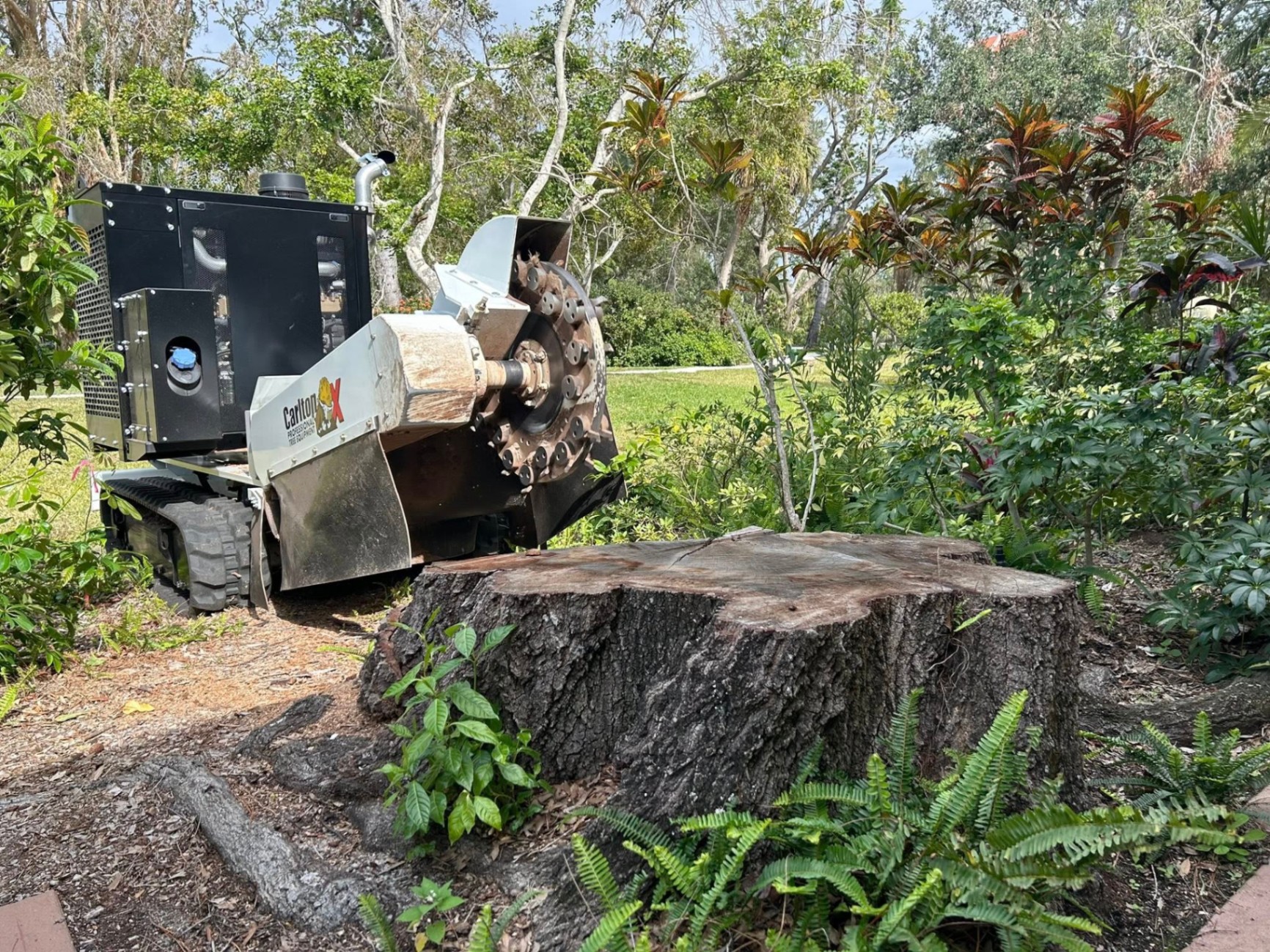 Mr. Bones Stump Grinding | Sarasota FL | 30+ Years