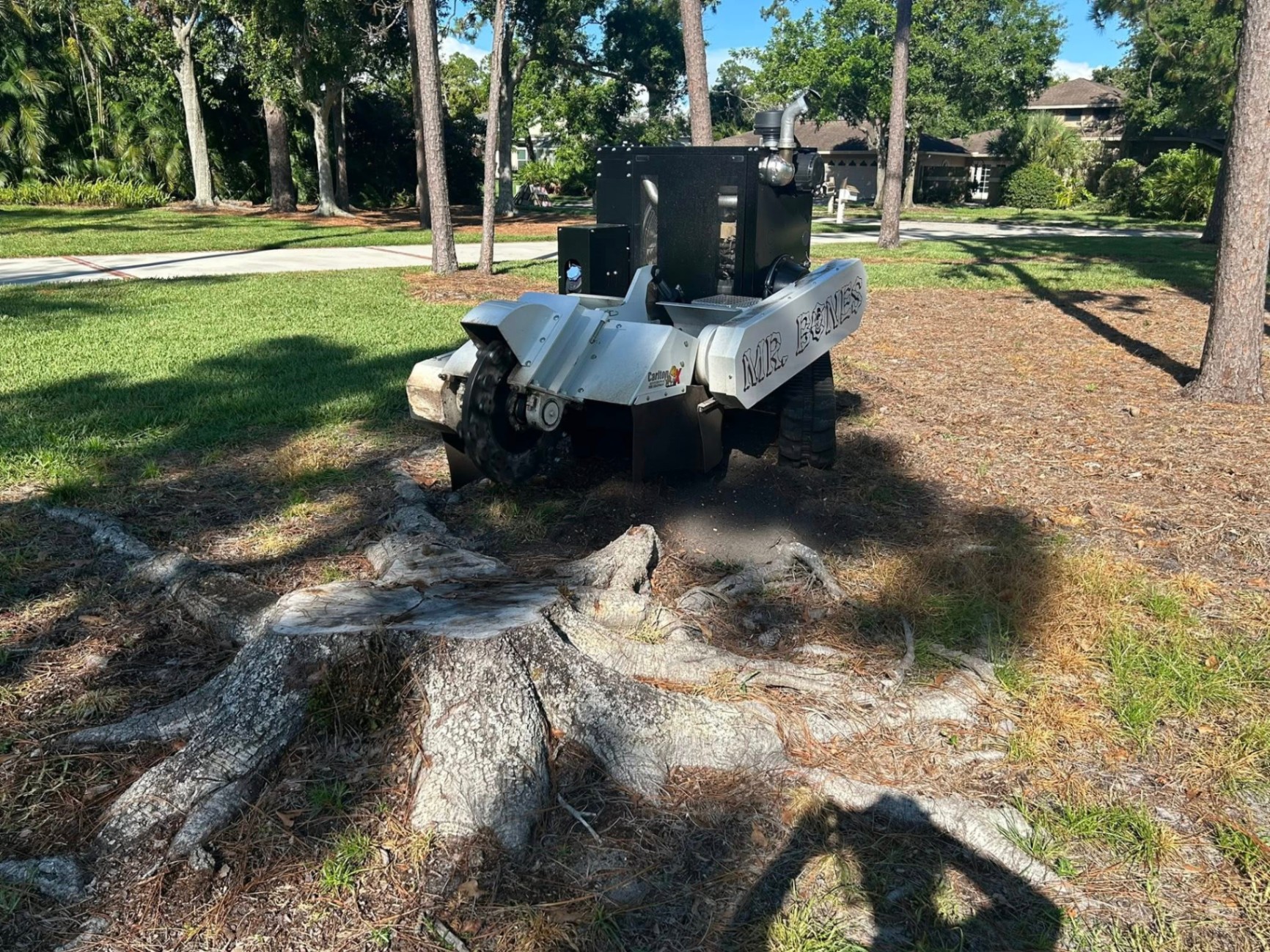Mr. Bones Stump Grinding | Sarasota FL | 30+ Years