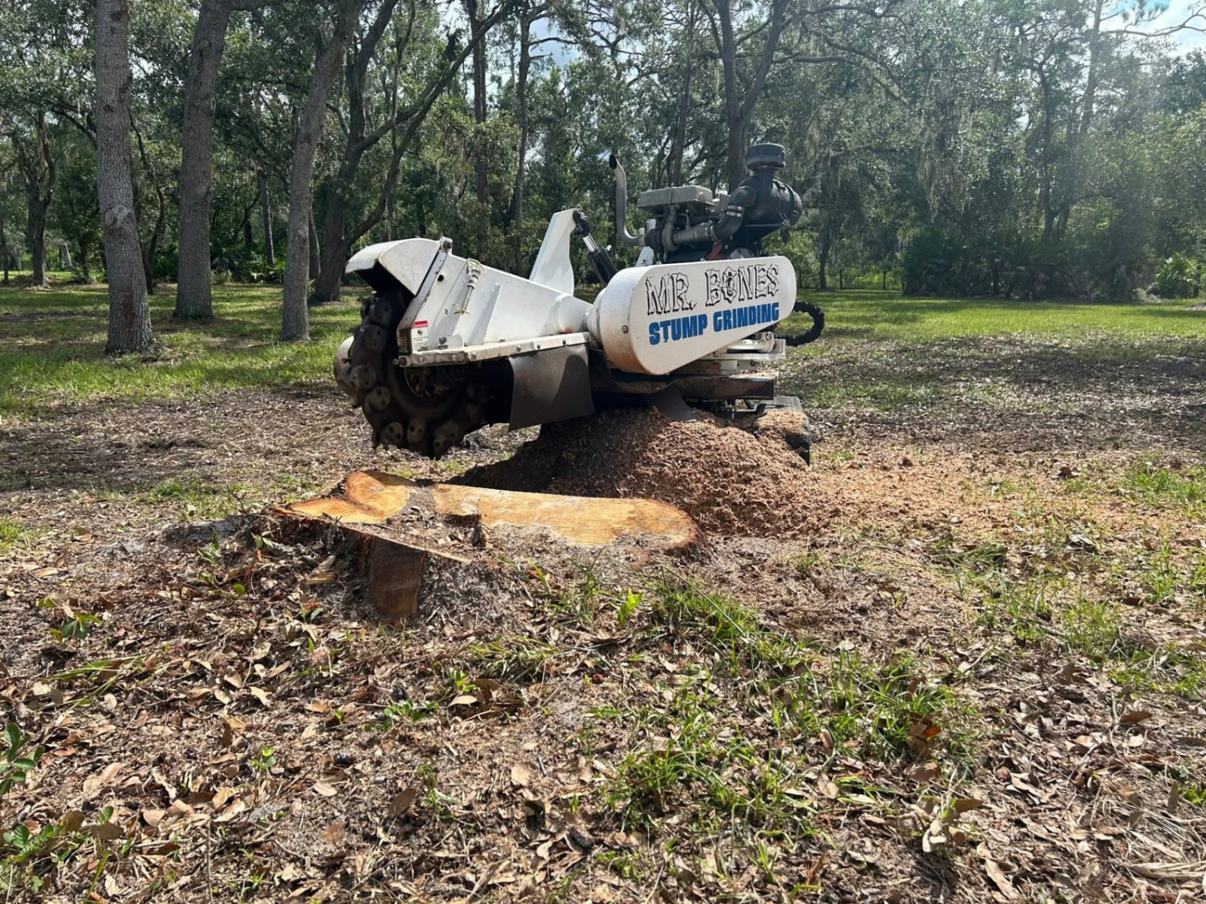 Mr. Bones Stump Grinding | Sarasota FL | 30+ Years