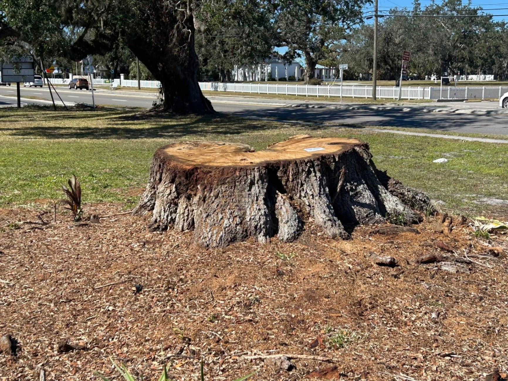 Mr. Bones Stump Grinding | Sarasota FL | 30+ Years